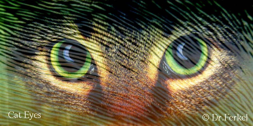 CatEyes.jpg