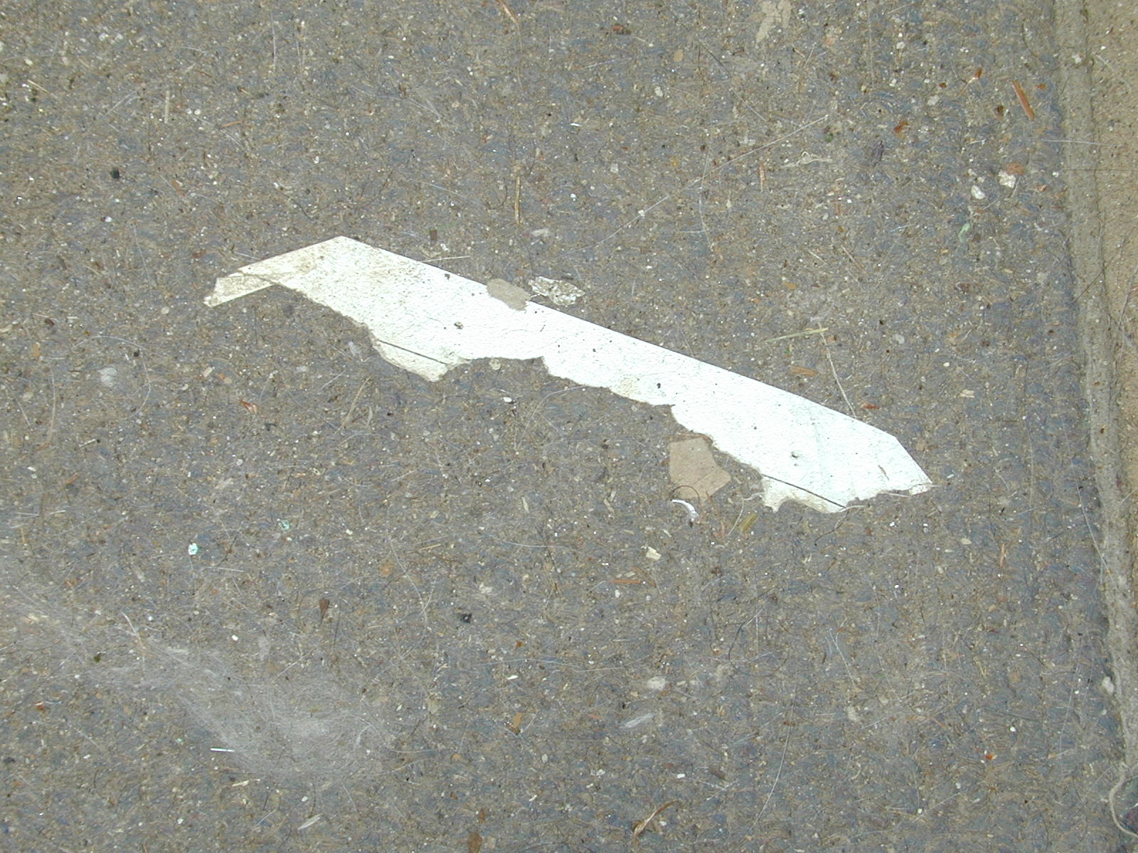 Cuba_on_carpet.jpg
