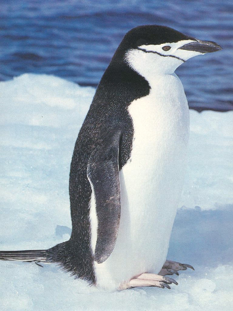 ivpng07.jpg