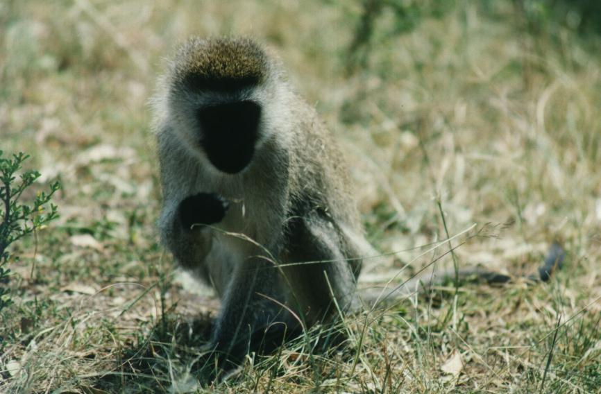 safari18.jpg