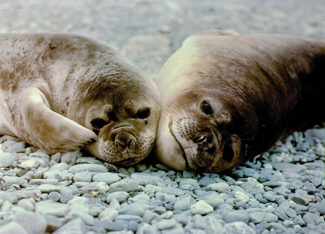 seals.jpg