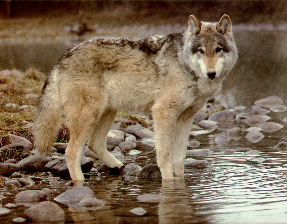 wolves07.jpg