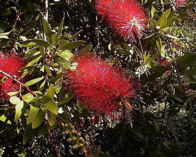 Bottlebrush.jpg