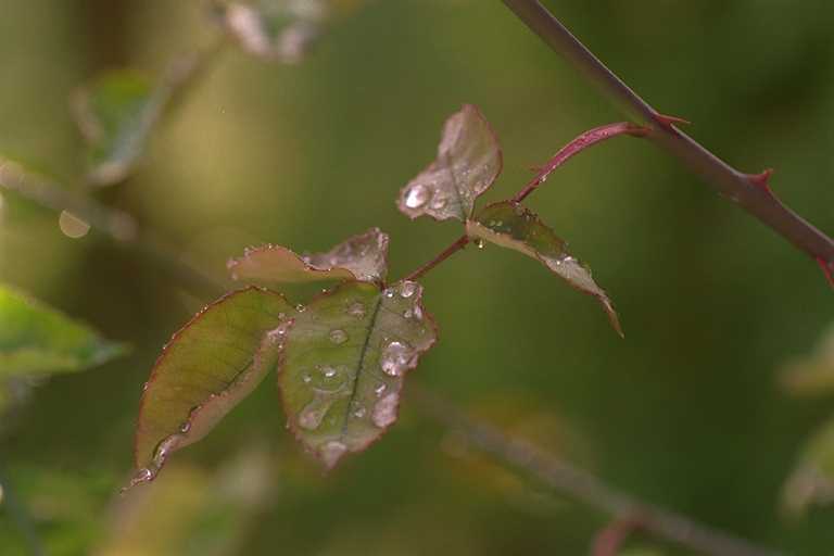 nature3.jpg